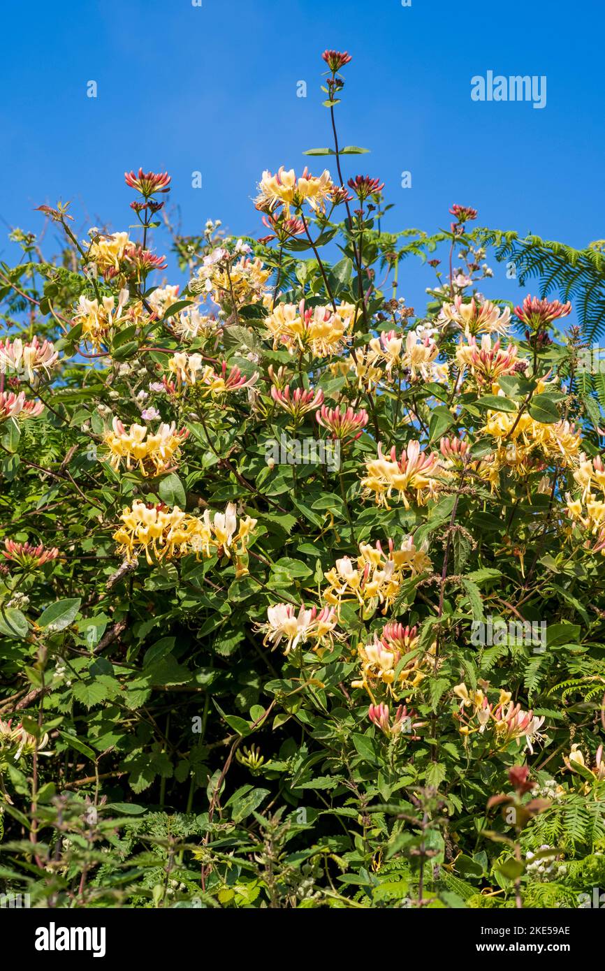 Lonicera periclymenum, Honeysuckle sauvage Banque D'Images