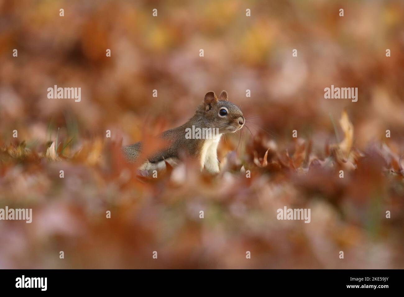 Écureuil roux américain Tamiasciurus hudsonicus en quête de nourriture dans les feuilles d'automne Banque D'Images