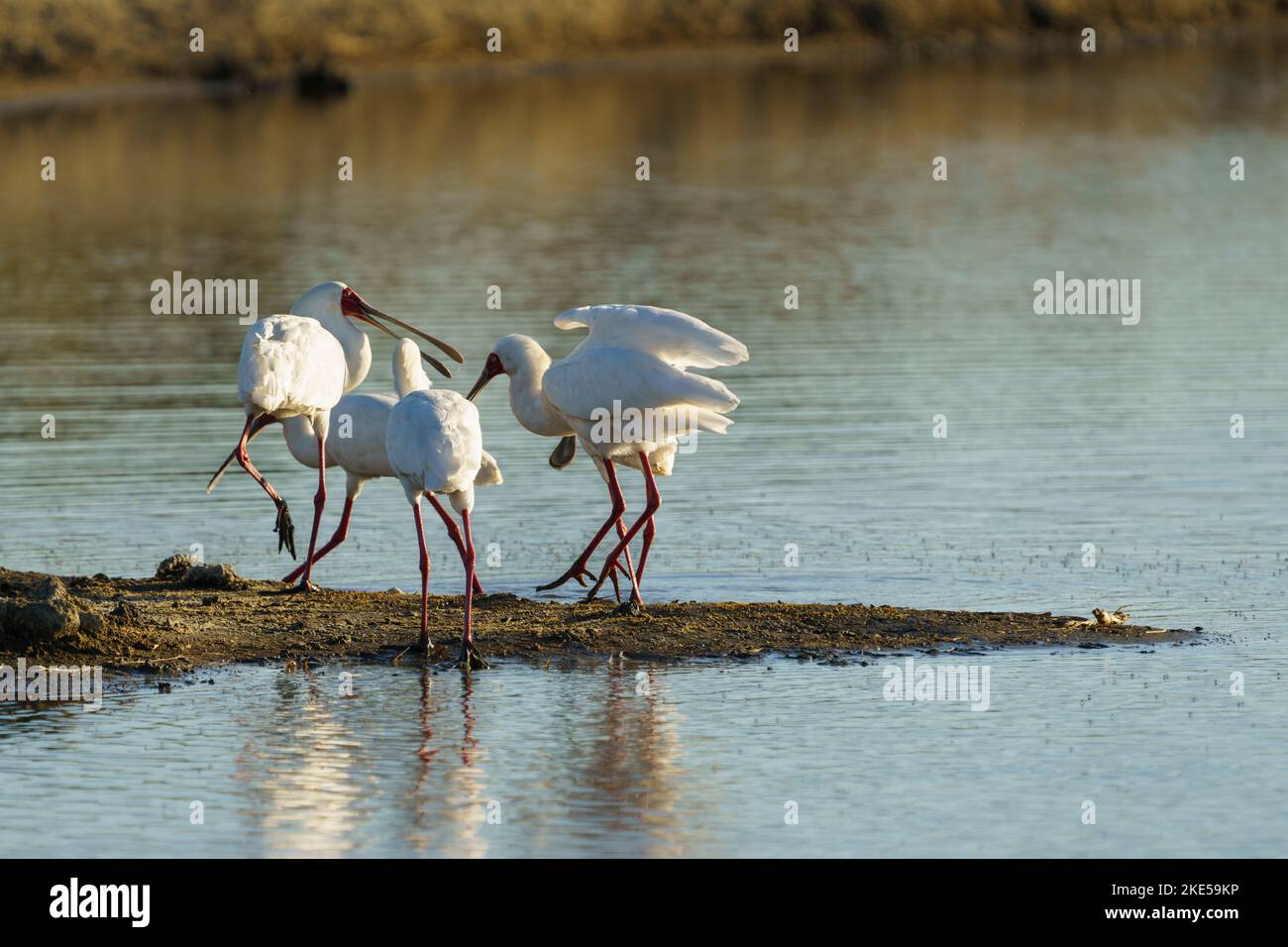 Des promenades en groupe de Spoonbills africains (Platalea alba) le long d'un lac. Parc national de Hwange, Zimbabwe, Afrique Banque D'Images
