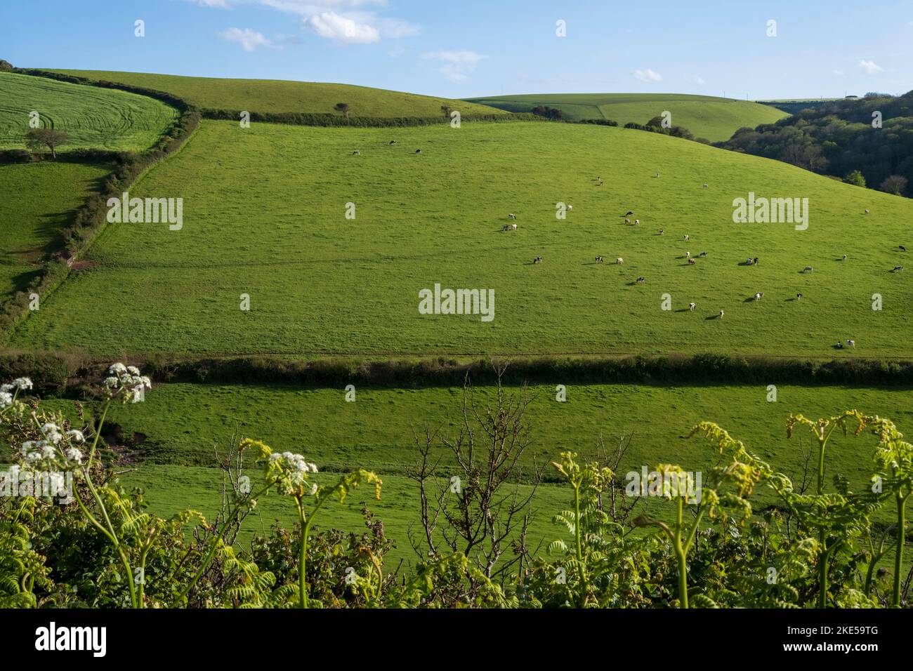 Terres agricoles du sud du Devon avec champs verts et haies, vaches Freisiennes Banque D'Images