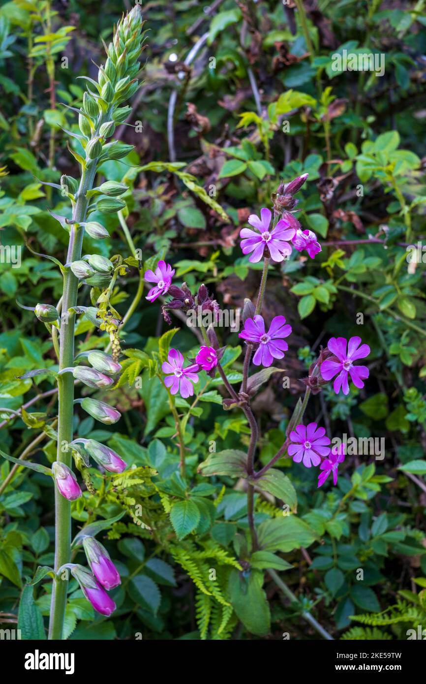 Silene dioica, Red Campion et Digitalis purpurea, Foxglove poussant au début de l'été dans un hedgerow Banque D'Images
