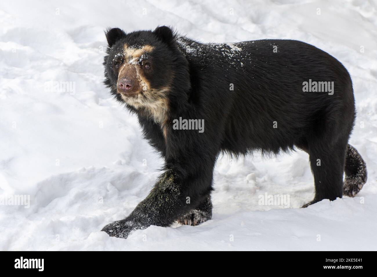 Ours des Andes Banque D'Images