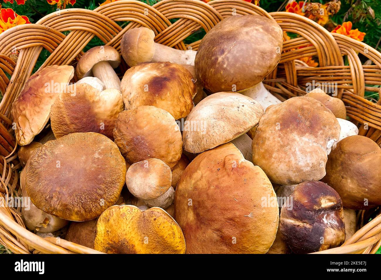 Champignons. Panier complet avec gros plan de champignons. Coup de pied de champignons Banque D'Images