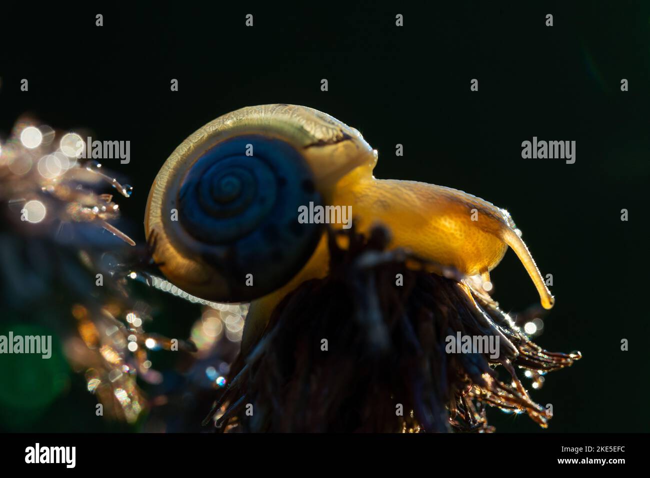 Gros plan d'un escargot translucide rampant sur une plante sèche Banque D'Images