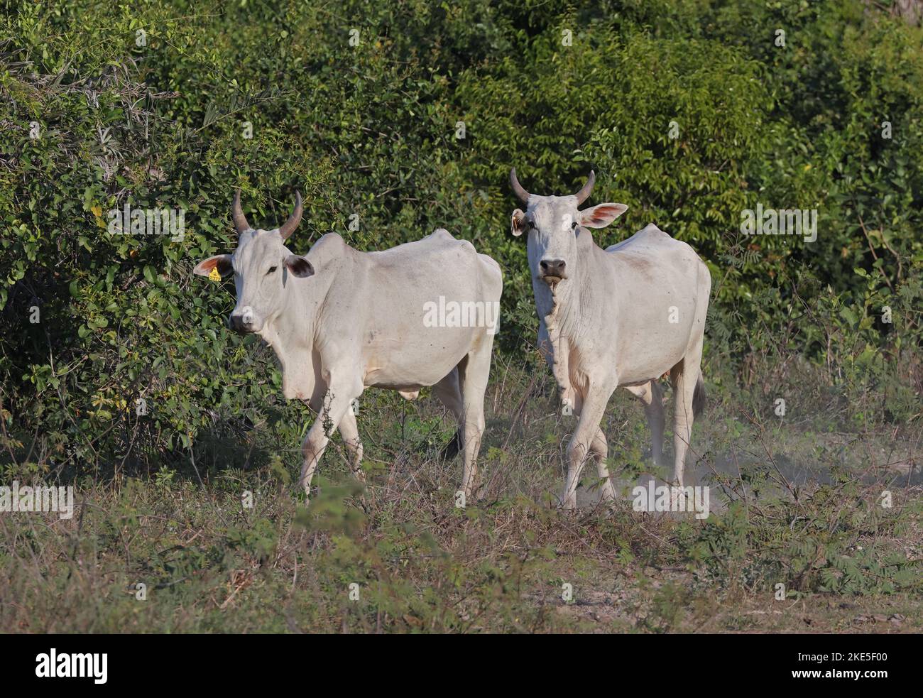 Les jeunes bovins de Brahman se férant sur le marais sec Pantanal, Brésil. Juillet Banque D'Images