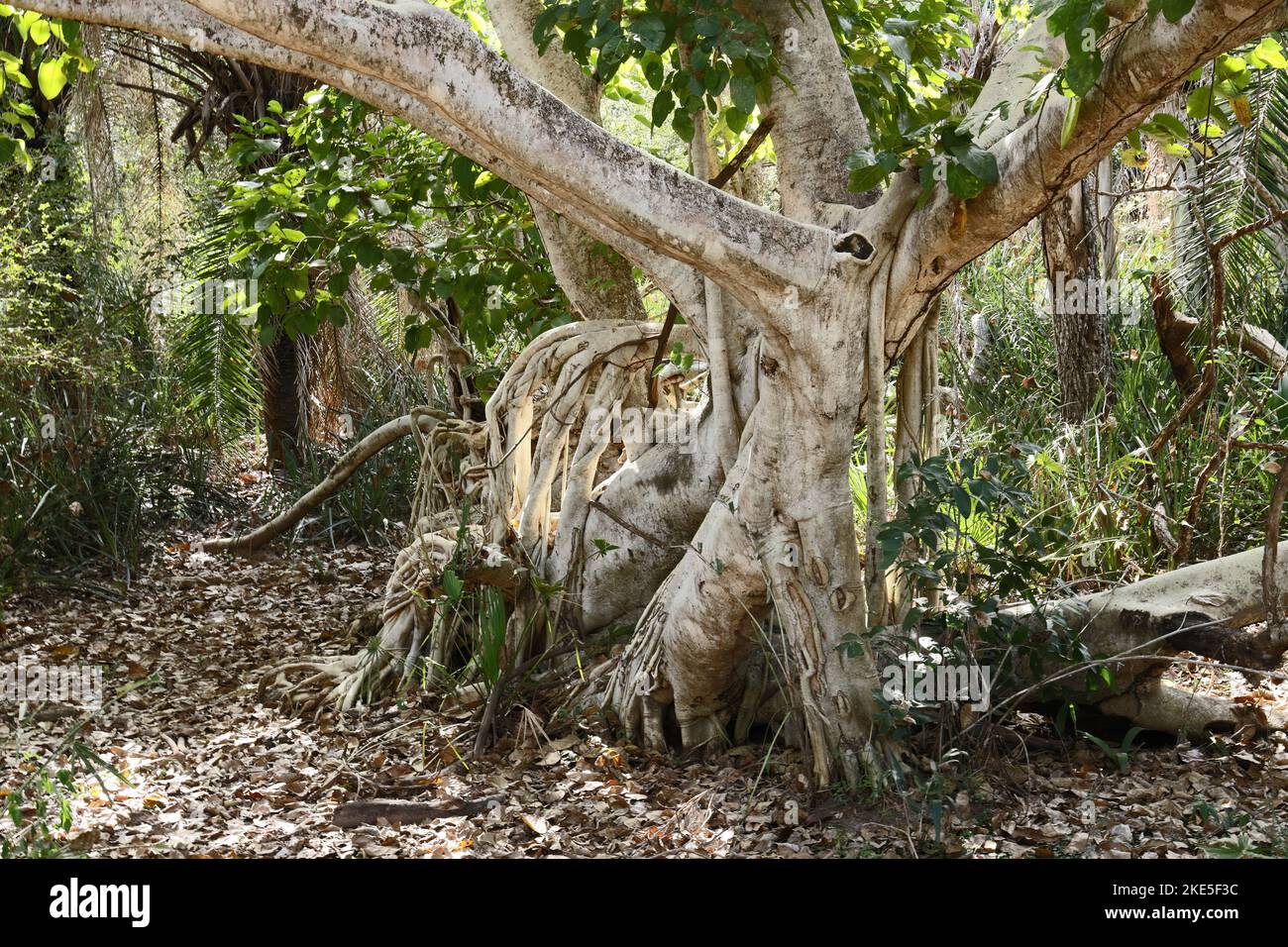 tronc de figue et racines volantes Pantanal, Mato Grosso, Brésil. Juillet Banque D'Images