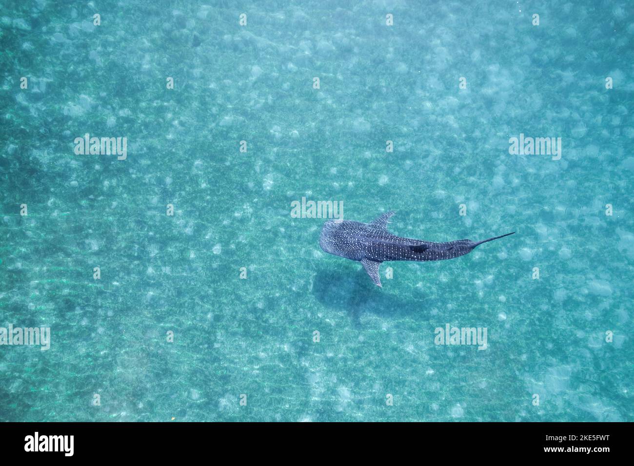 Whalesharks nageant dans l'océan drones images aériennes Cebu Philippines Banque D'Images