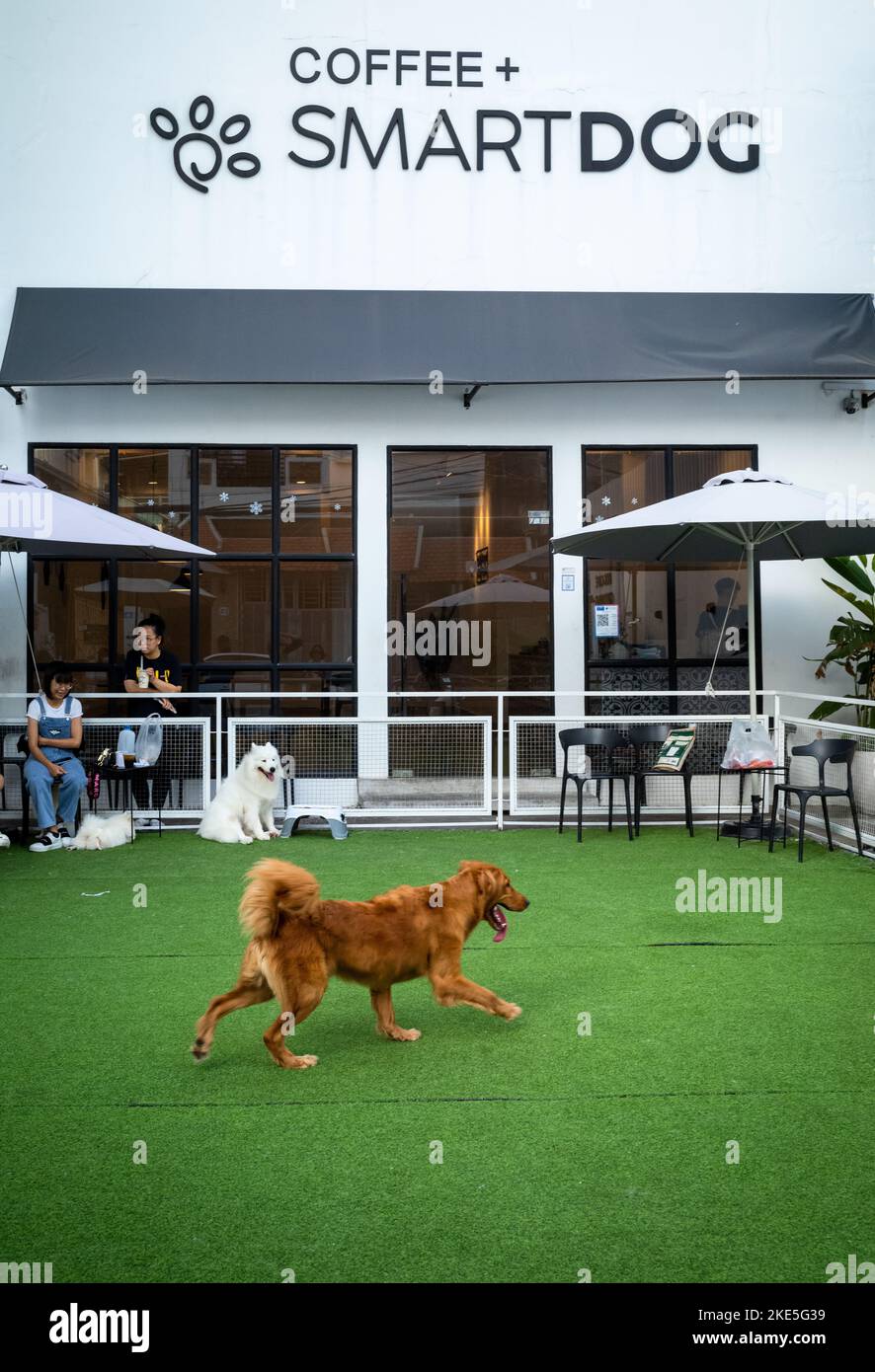 Un chien de race traverse une zone d'herbe synthétique devant le café Smartdog, un endroit où les riches propriétaires de chiens de race peuvent emmener leurs animaux à pla Banque D'Images