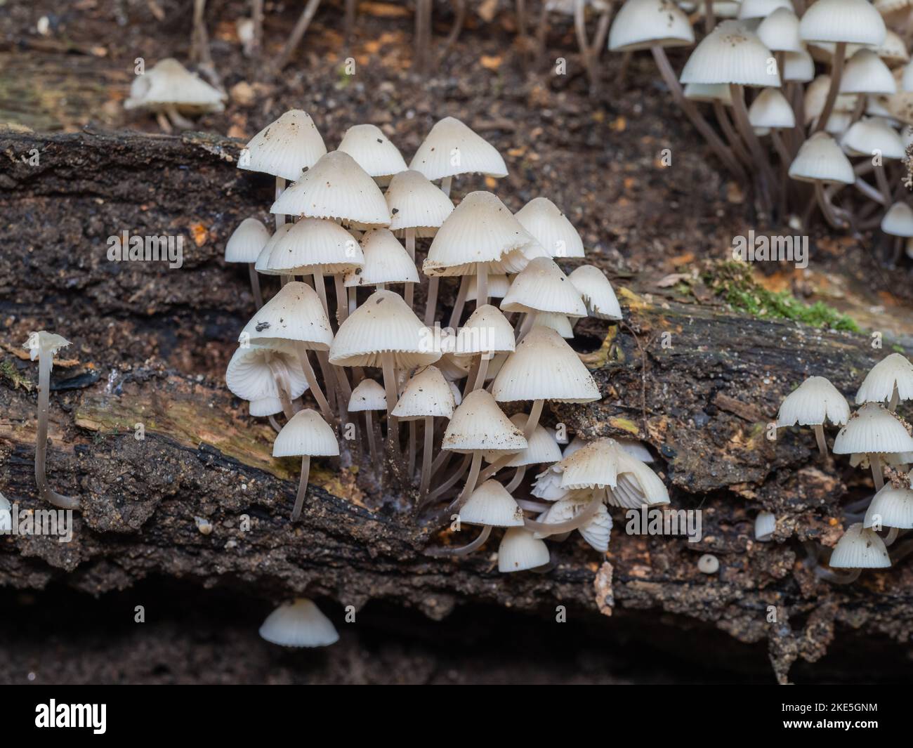 Angel's Bonnet champignons sur le bois mort Banque D'Images