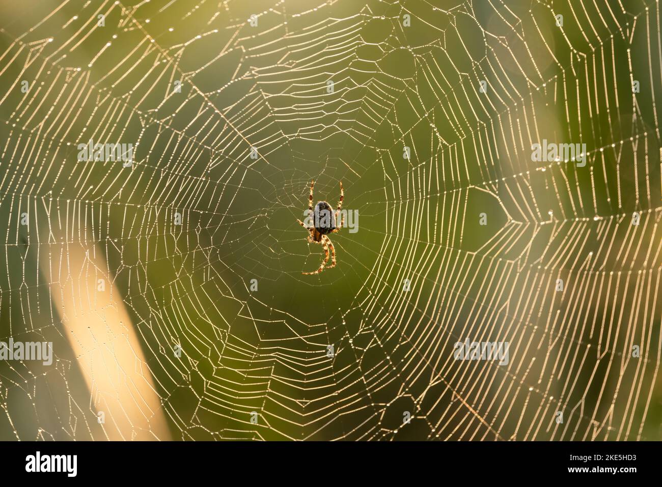 Un gros plan d'une petite araignée entourée de sa toile Banque D'Images