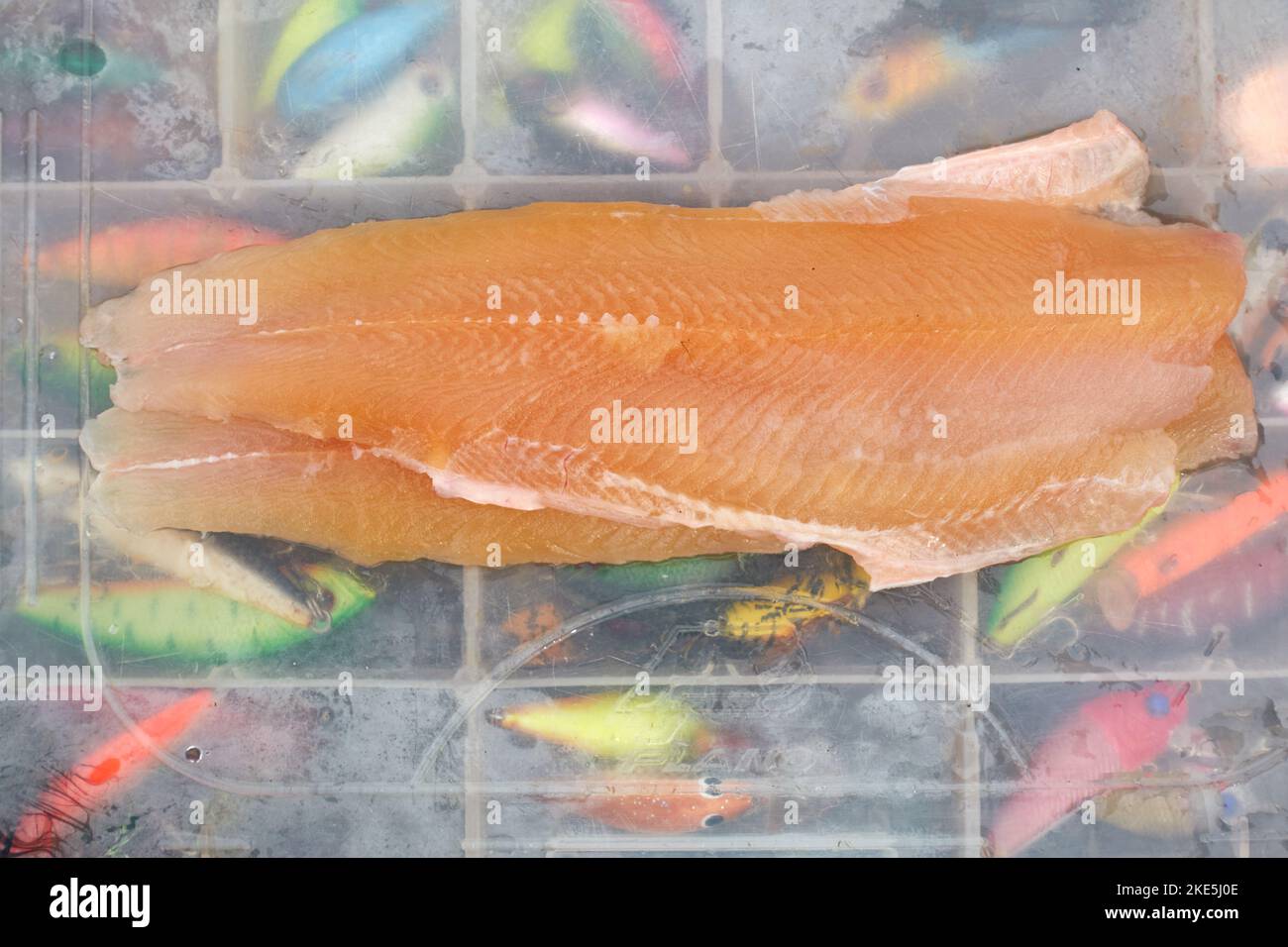 Kiiruna, Suède - 18 juillet 2022 : deux filets de truite fraîchement pêchés sur une boîte transparente pleine de leurres colorées en Laponie suédoise. Banque D'Images