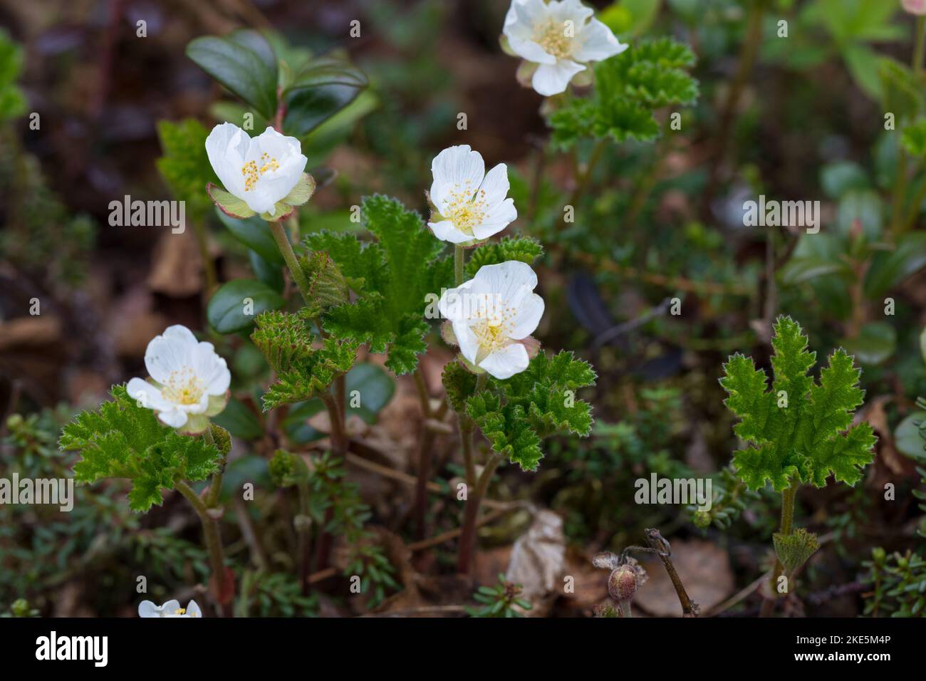 Moltebeere, Molte-Beere, Multebeere, Multbeere, Schellbeere, Sumpfbromobere, Torfbeere, Rubus chamaemorus, myrtille, baie nordique, pomme de terre, noué Banque D'Images