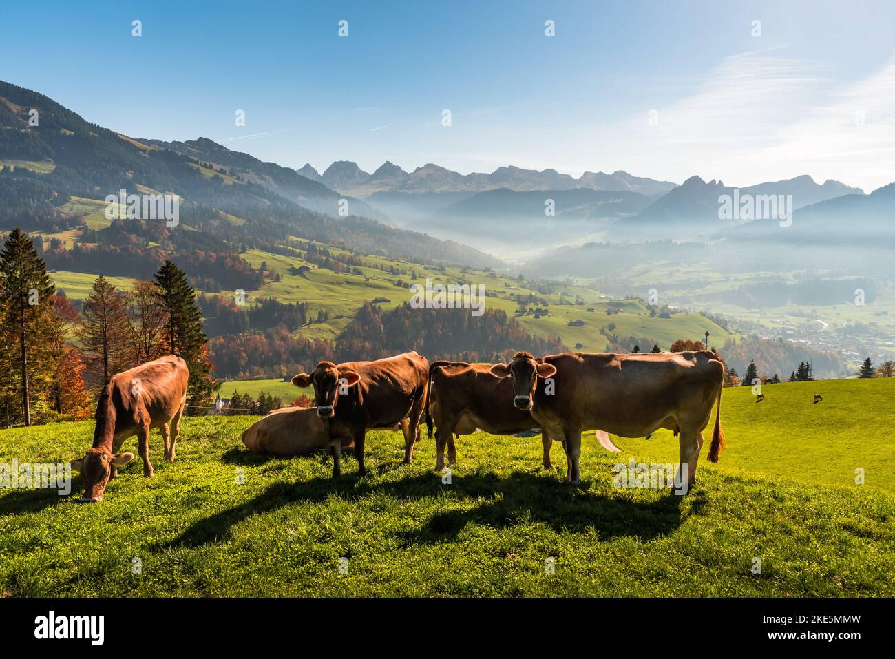 Vaches paissant sur un pré dans les alpes suisses, vue sur le Churfirsten, Toggenburg, Canton St. Gallen, Suisse Banque D'Images