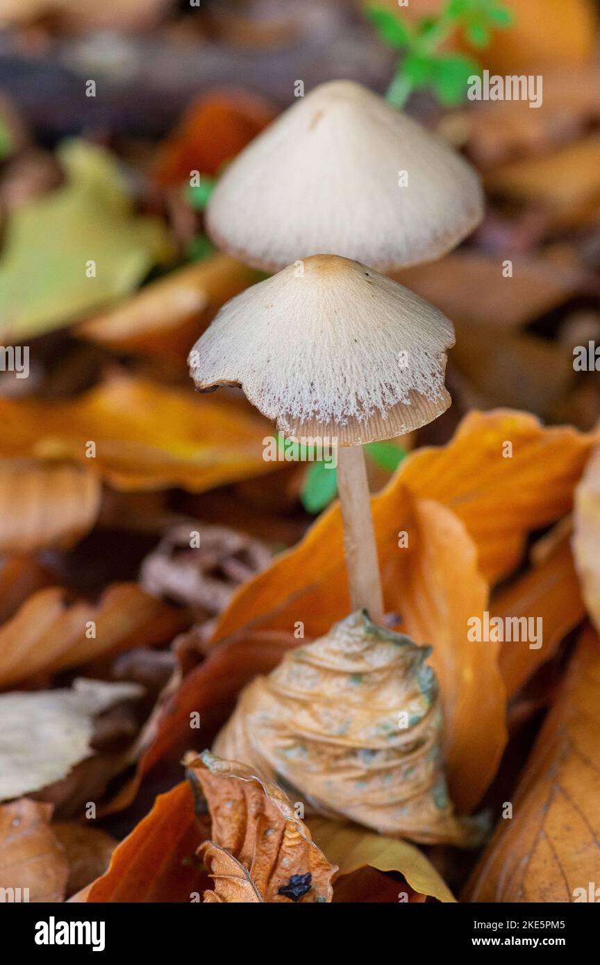 Iver, Buckinghamshire, Royaume-Uni. 10th novembre 2022. La faune de l'automne est plus abondante qu'une série de champignons qui poussent sur des membres d'arbres morts et sur le plancher boisé du parc national Langley Park, par une journée froide et venteuse. Le parc classé de catégorie II historique a été conçu par Capability Brown en 1760s. Les visiteurs du parc sont invités à ne pas choisir les champignons car c'est une partie essentielle du système écologique. Crédit : Maureen McLean/Alay Live News Banque D'Images