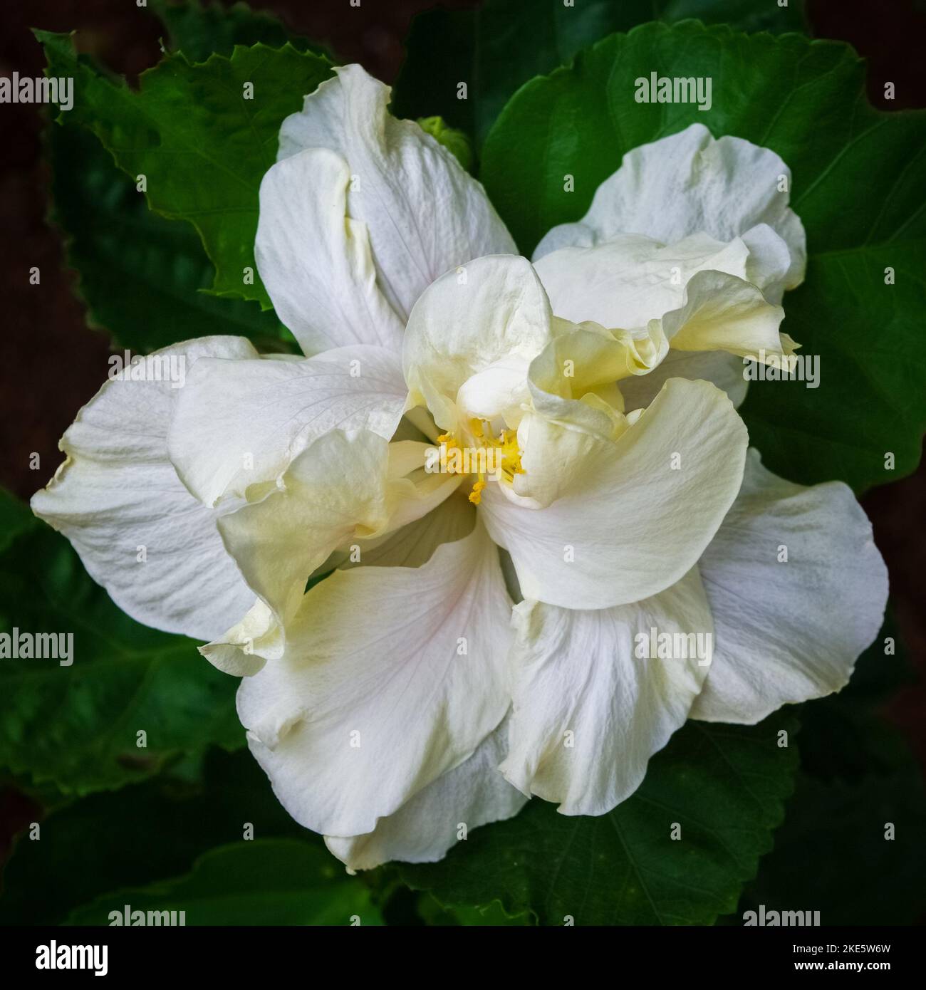 Gros plan de belle couche double d'hibiscus rosa sinensis fleur en plein air sur fond naturel Banque D'Images