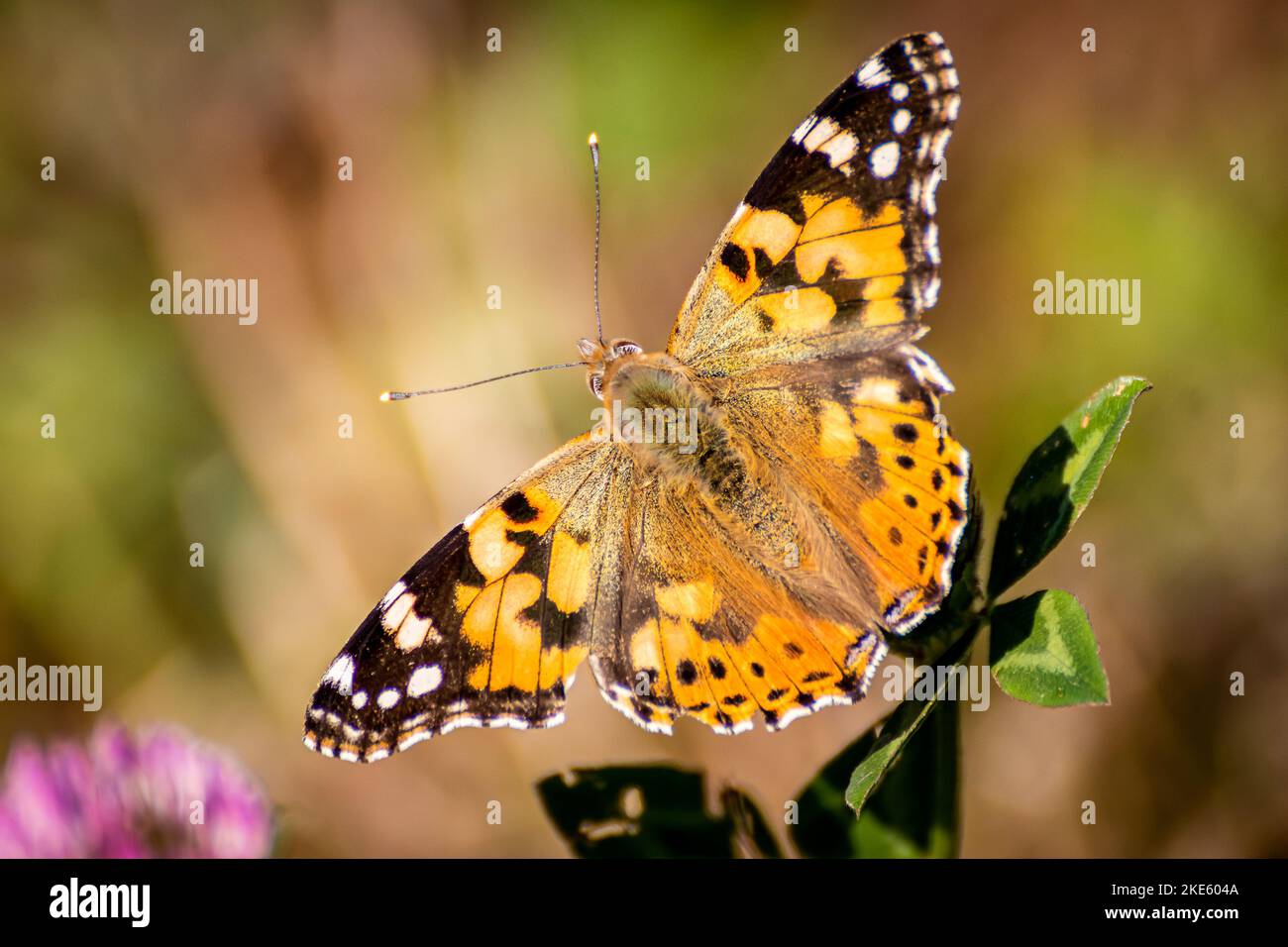 Papillon belle dame Banque D'Images