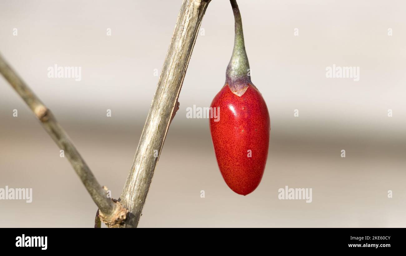 baie de goji sur une branche en gros plan Banque D'Images