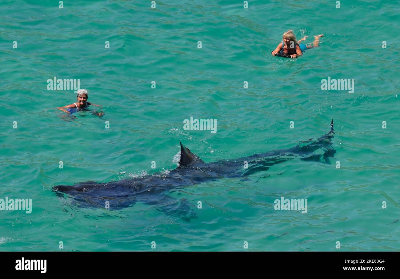 Requins-basques géants vus dans des mers de Cornouailles bleu clair à l'approche des nageurs. Banque D'Images