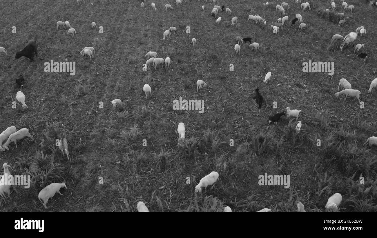 vue depuis le dessus d'un groupe de navires mangeant de l'herbe dans les terres agricoles Banque D'Images vue depuis le dessus d'un groupe de navires mangeant de l'herbe dans les terres agricoles Banque D'Images