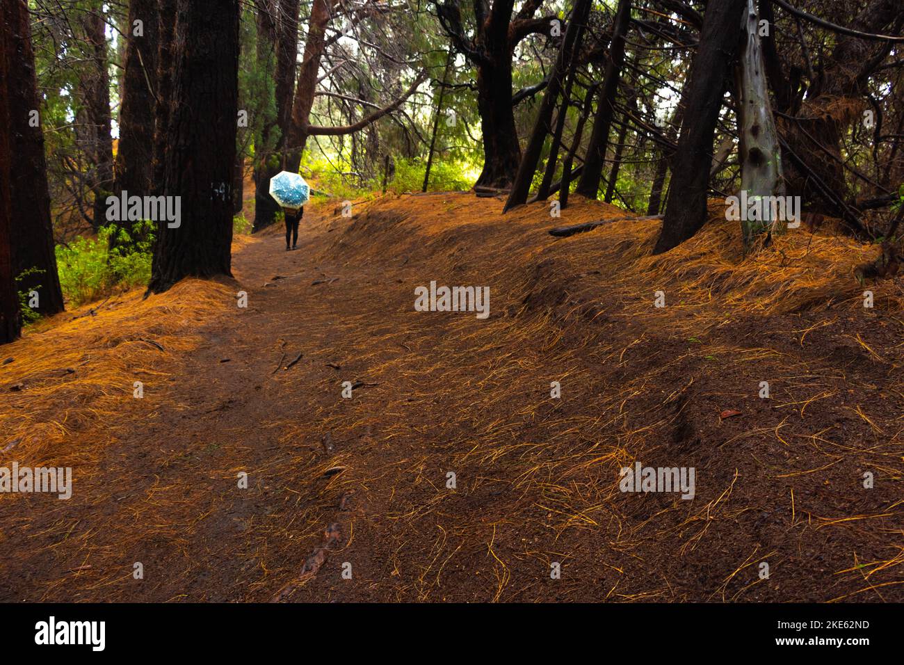 Fille dans la forêt d'orange sous la pluie Banque D'Images