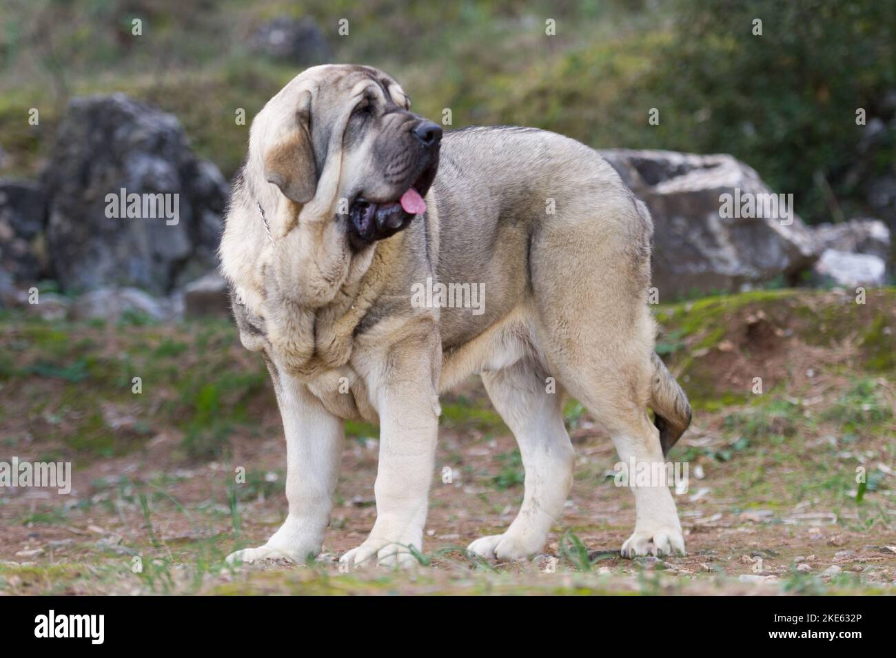 Chien de race de mastiff espagnol avec pelage de couleur cub debout sur l'herbe Banque D'Images