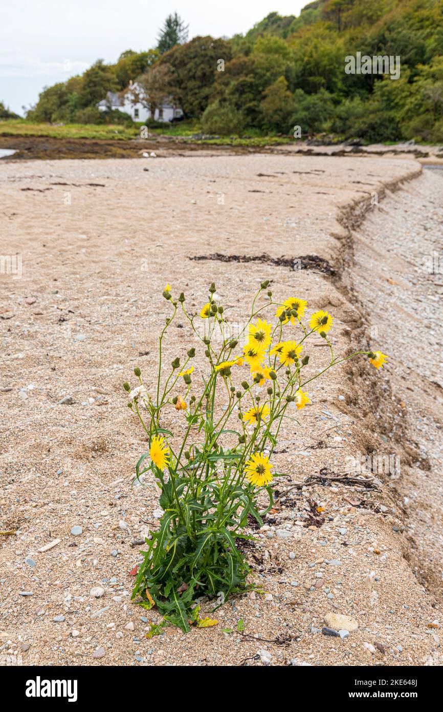 Un chardon jaune qui pousse sur une plage de sable fin à Saddell Bay, dans la péninsule de Kintyre, Argyll & Bute, Écosse, Royaume-Uni Banque D'Images