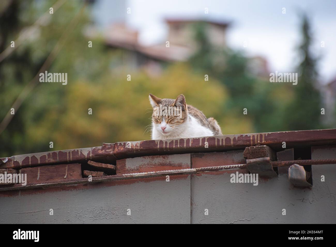 Cat refroidit sur le toit Banque D'Images