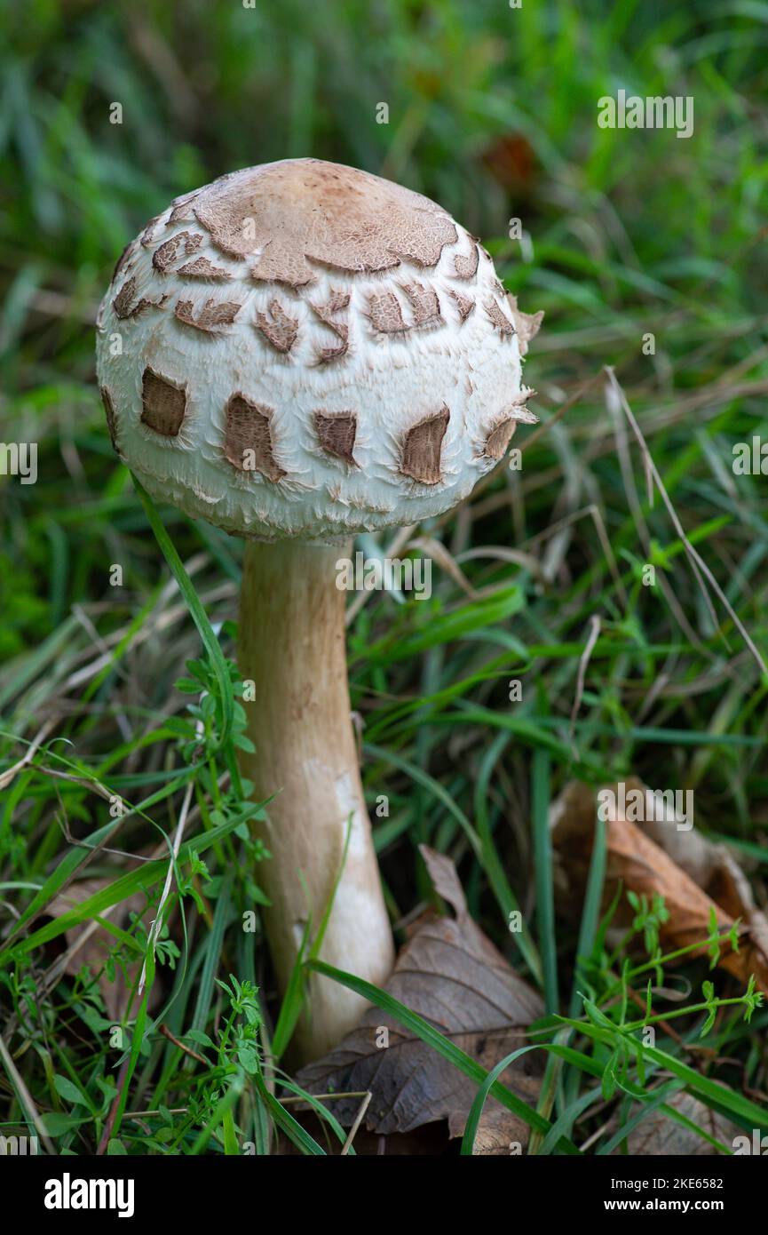 Eton, Berkshire, Royaume-Uni. 10th novembre 2022. Champignons sauvages poussant dans les champs à Eton, Windsor. Il s'agit probablement de champignons Macrolepiota Procera Parasol sauvages avec leurs motifs de peau de serpent de marque et un anneau de voile partiel autour de la tige. Il s'agit d'un champignon basidiomycète dont le grand fructifier proéminent ressemble à un parasol. Il y a des parasols de type Shaggy semblables qui ne sont pas comestibles, il faut donc toujours faire preuve d'une grande prudence avant de cueillir et de manger des champignons sauvages. Il existe plus de 15 000 types de champignons au Royaume-Uni. Crédit : Maureen McLean/Alay Live News Banque D'Images