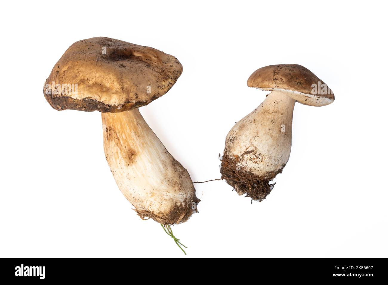 Champignons Boletus edulis isolés sur fond blanc. Nourriture biologique de forêt, champignons frais comestibles cueillis champignons Porcini. Concept alimentaire de récolte d'automne. Banque D'Images