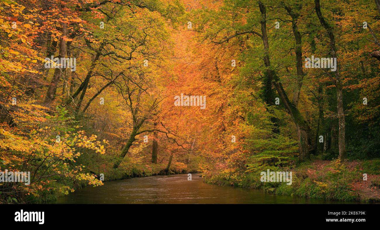 Teign gorge, parc national de Dartmoor, Devon, Royaume-Uni. 10th novembre 2022. Météo au Royaume-Uni : les arbres le long de la rivière Teign sont flamboyants avec une couleur dorée chaude alors que l'automne atteint son sommet sur Dartmoor. Il est peu probable que la couleur dure longtemps en raison des vents forts prévus avec des conditions variables à l'avance. Credit: Celia McMahon/Alamy Live News Banque D'Images