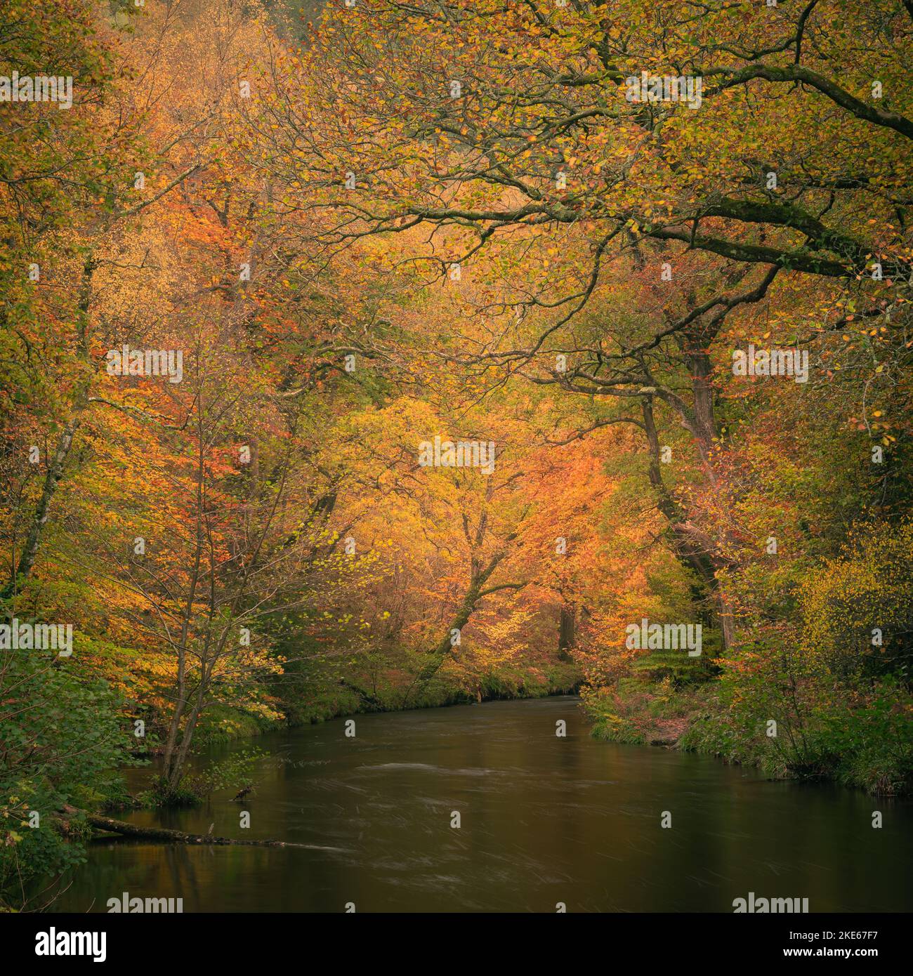 Teign gorge, parc national de Dartmoor, Devon, Royaume-Uni. 10th novembre 2022. Météo au Royaume-Uni : les arbres le long de la rivière Teign sont flamboyants avec une couleur dorée chaude alors que l'automne atteint son sommet sur Dartmoor. Il est peu probable que la couleur dure longtemps en raison des vents forts prévus avec des conditions variables à l'avance. Credit: Celia McMahon/Alamy Live News Banque D'Images