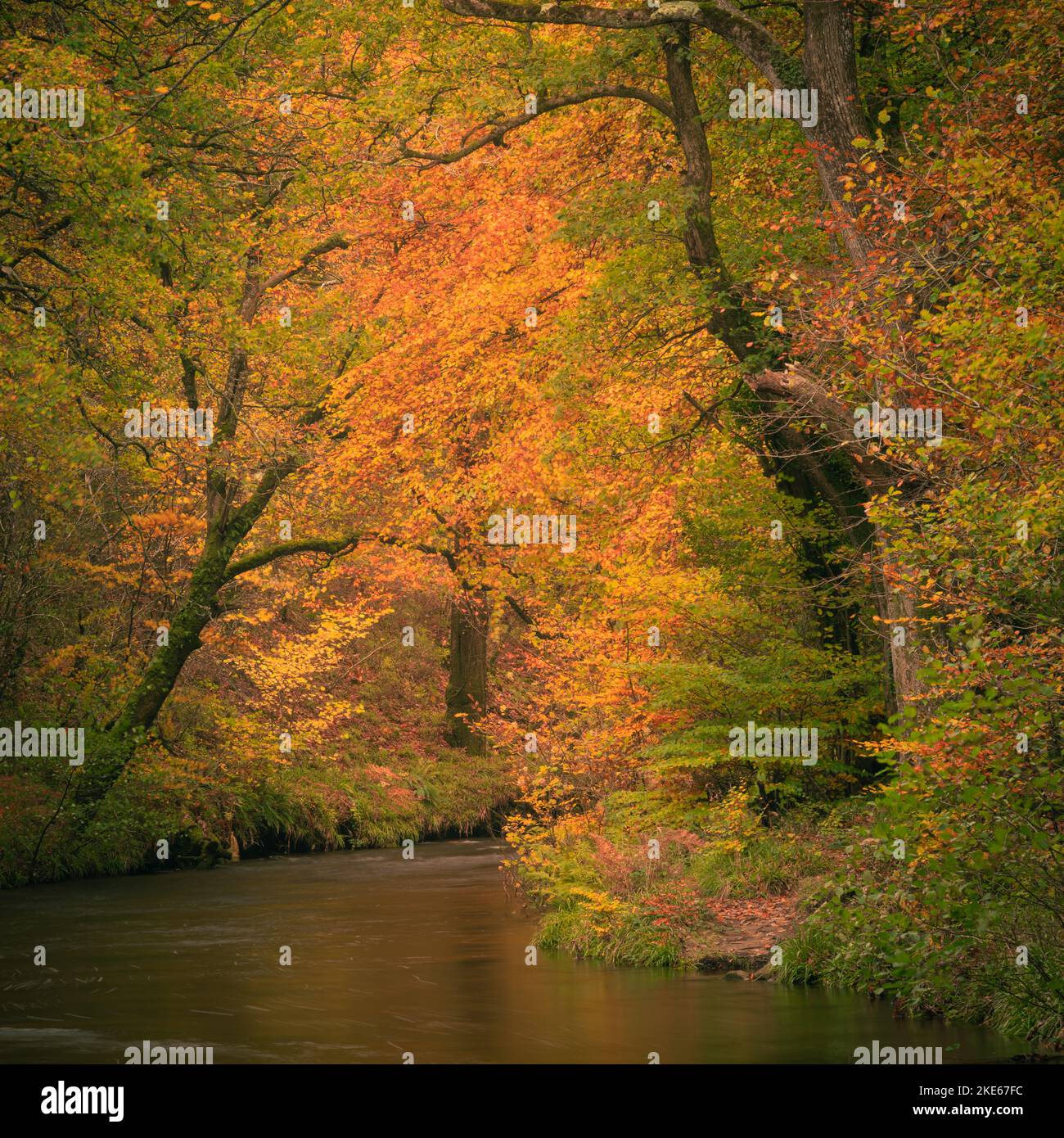 Teign gorge, parc national de Dartmoor, Devon, Royaume-Uni. 10th novembre 2022. Météo au Royaume-Uni : les arbres le long de la rivière Teign sont flamboyants avec une couleur dorée chaude alors que l'automne atteint son sommet sur Dartmoor. Il est peu probable que la couleur dure longtemps en raison des vents forts prévus avec des conditions variables à l'avance. Credit: Celia McMahon/Alamy Live News Banque D'Images