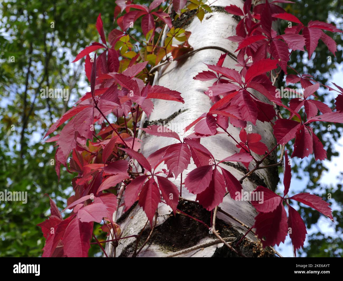 des feuilles rouges sur les branches des raisins sauvages en gros plan Banque D'Images