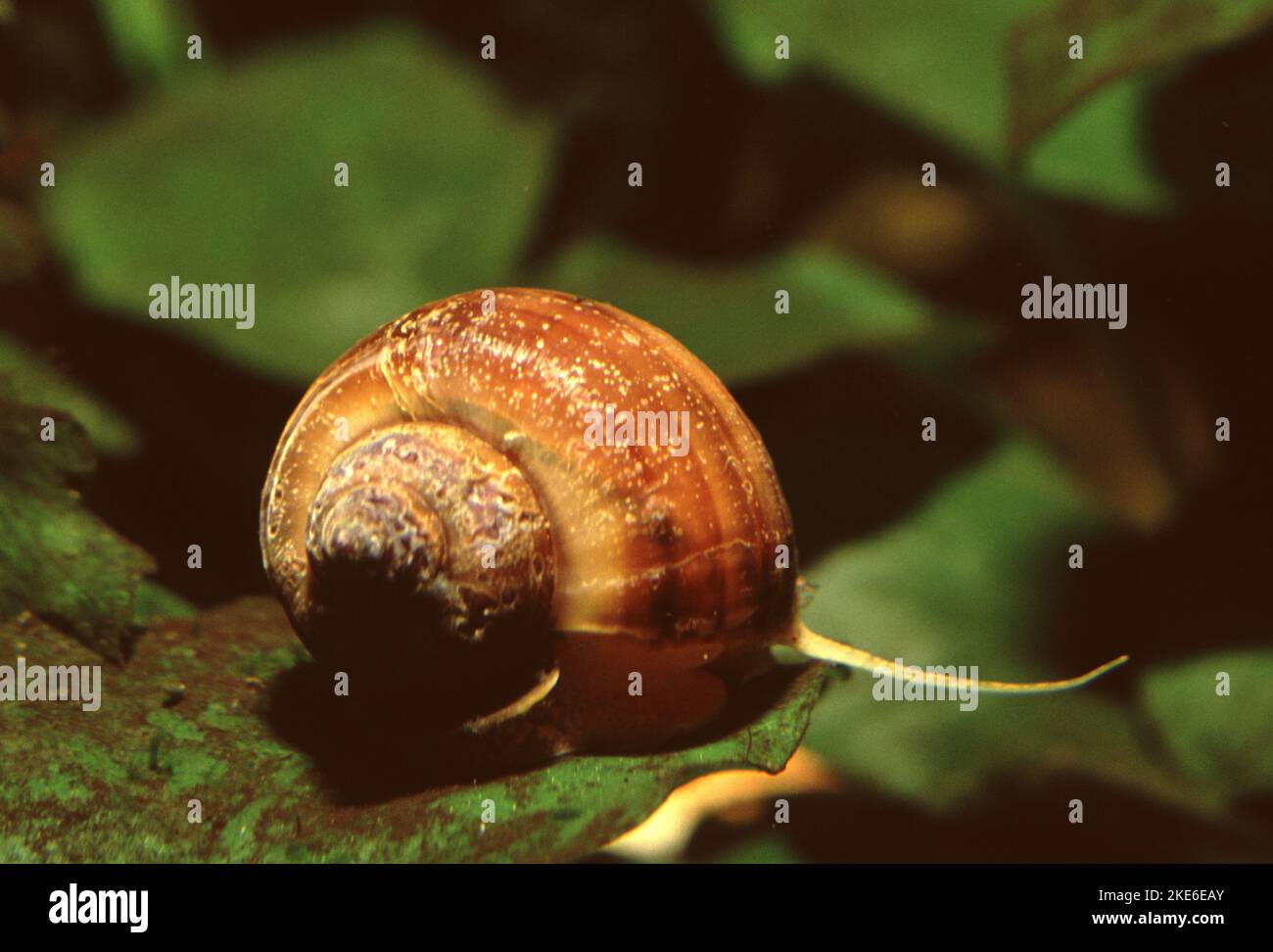 golden-apple-snail-banque-de-photographies-et-d-images-haute