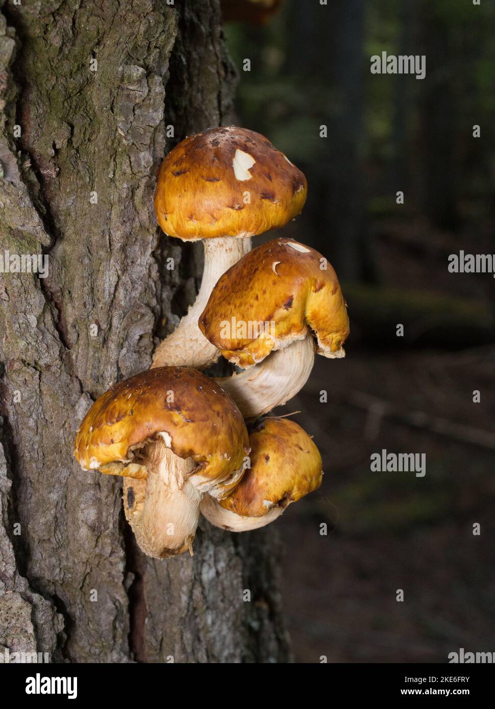 Pholiota cf. Aurivella. Champignons Scalycap dorés poussant sur un nag de conifères, au nord-ouest de Troy, Montana Banque D'Images