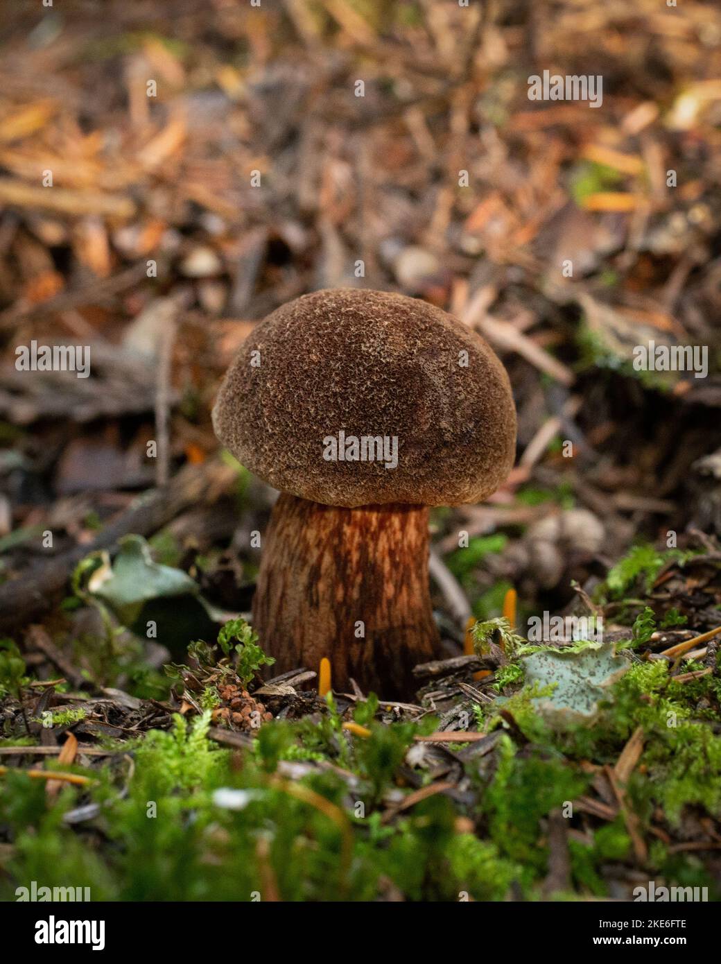 Un petit champignon de Bolete admirable, Aureoboletus mirabilis, qui pousse dans une zone boisée, au nord-ouest de Troy, Montana. Banque D'Images