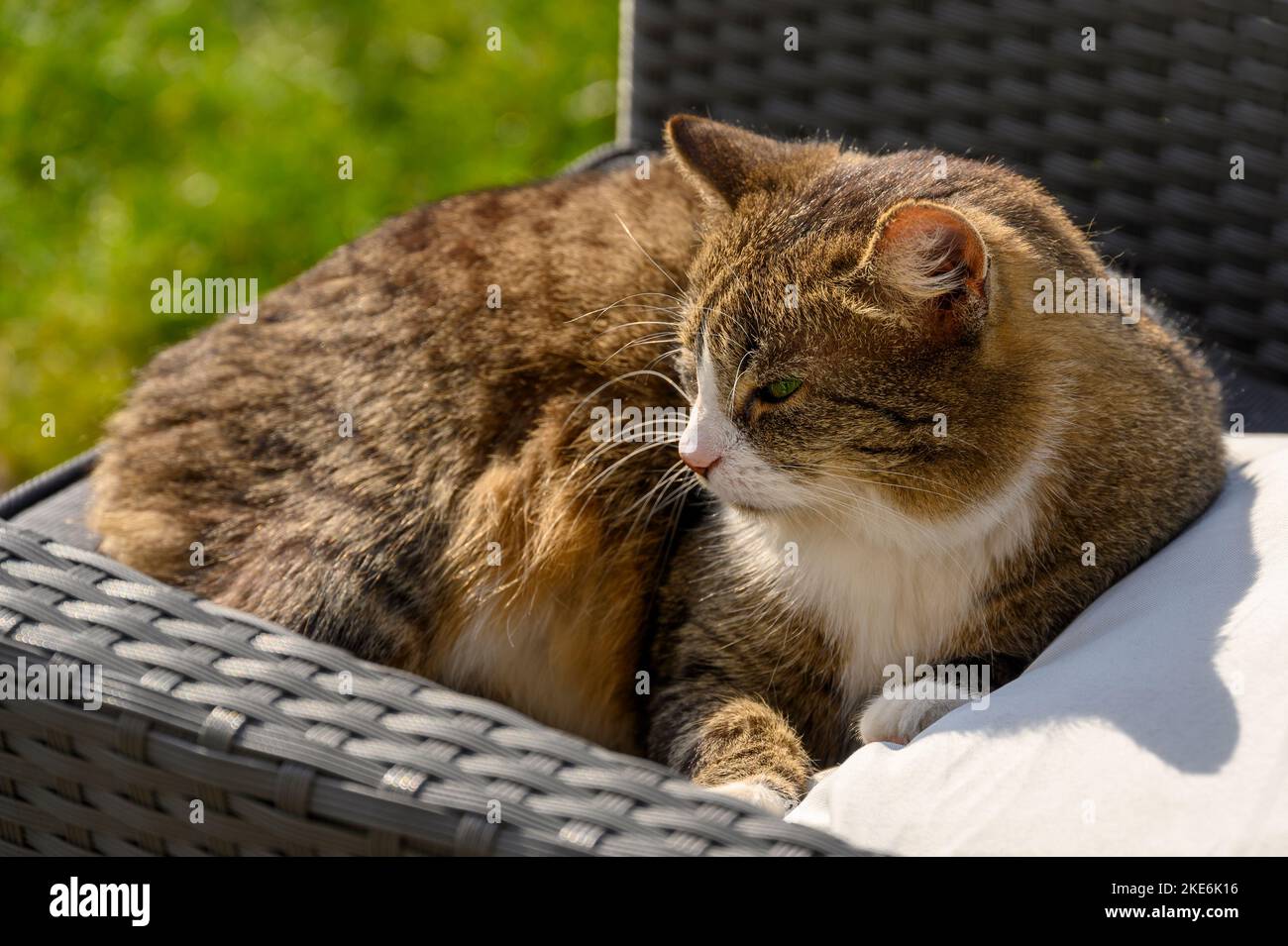 Gros plan d'un chat domestique brun tabby sur une chaise de jardin. Banque D'Images