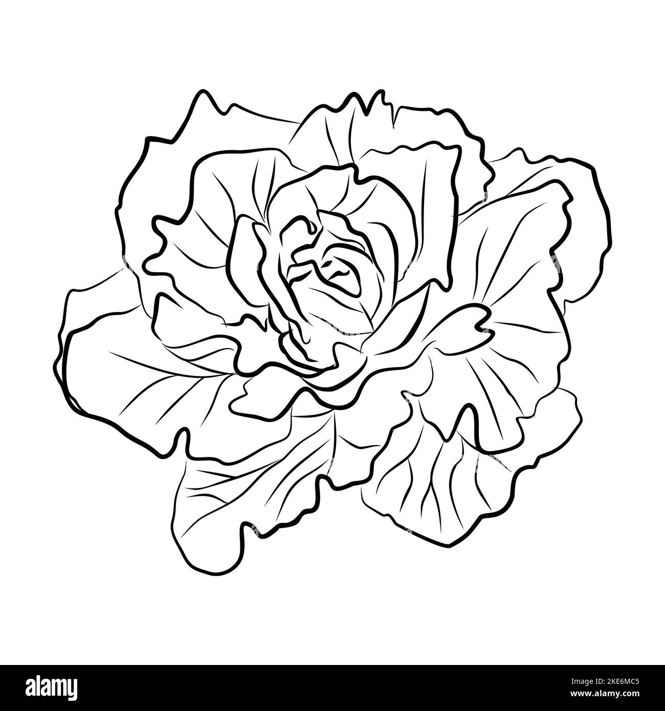 Chou. Légumes vectoriels dessinés à la main isolés sur fond blanc Illustration de Vecteur