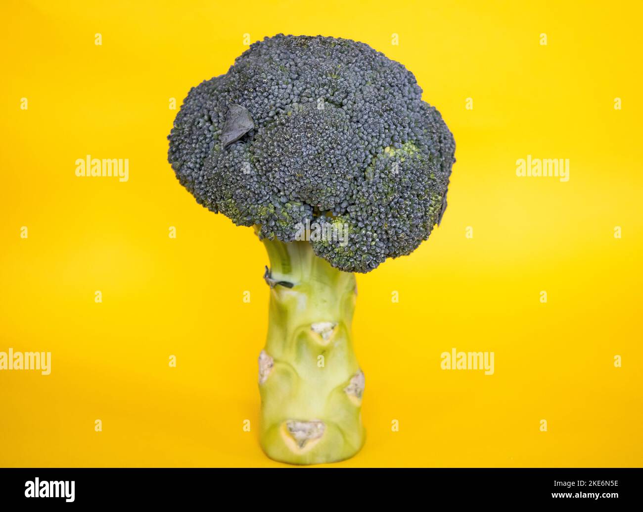 Brocoli , brocoli à fond jaune Banque D'Images