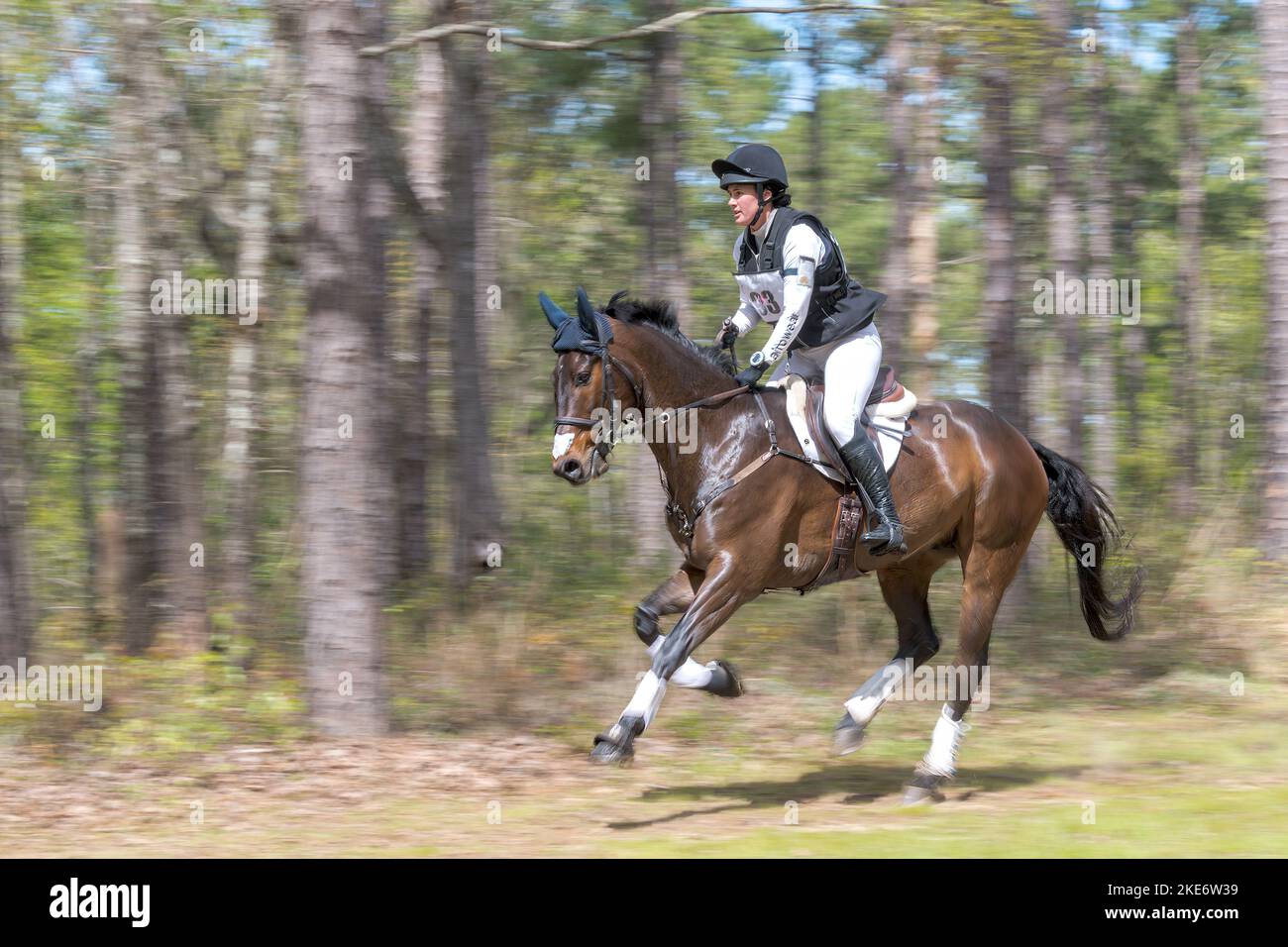 Trialgallop de Red Hills Horse Banque D'Images