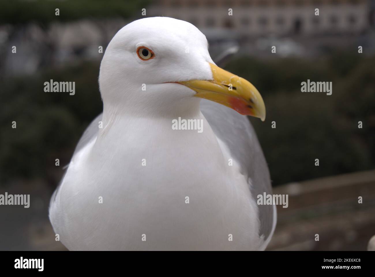 Europe, divers endroits dont Rome, Paris et Capri. Banque D'Images