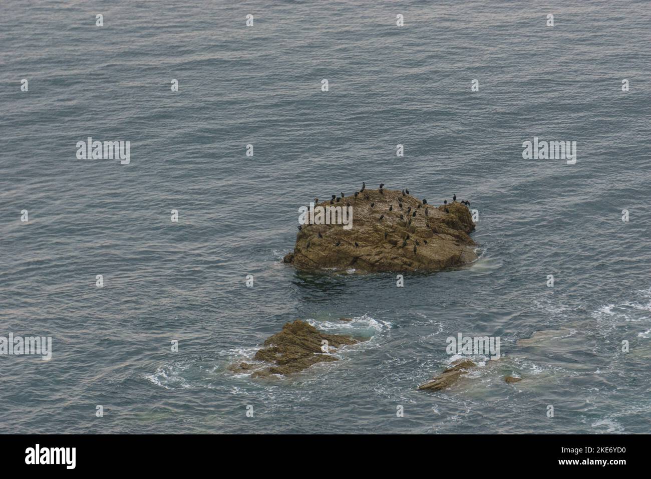 De nombreux oiseaux de scories noires assis sur une île rocheuse de la côte bretonne près du Cap de la Chevre, parc naturel régional d'Armorique, Bretagne, France Banque D'Images