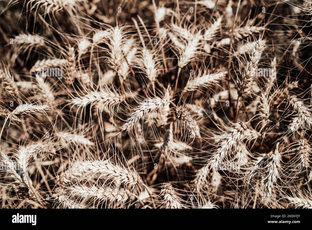 Épis de blé mûrs, Cuneo, Piémont, Italie Banque D'Images