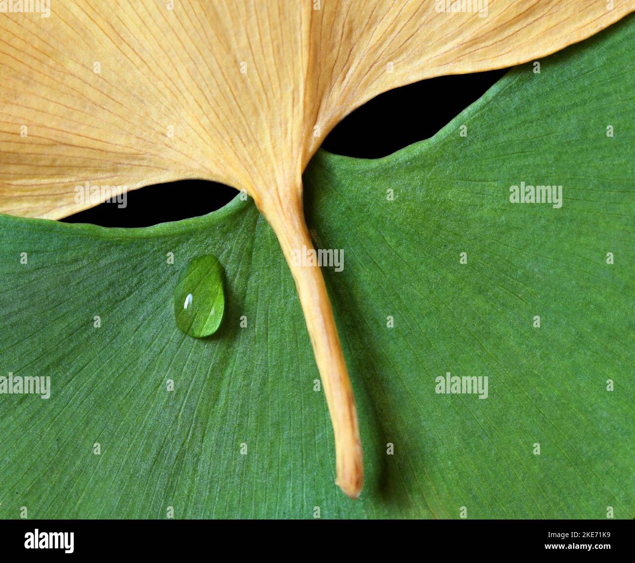 Feuilles de ginkgo sous forme de masque avec goutte d'eau - espace de copie Banque D'Images