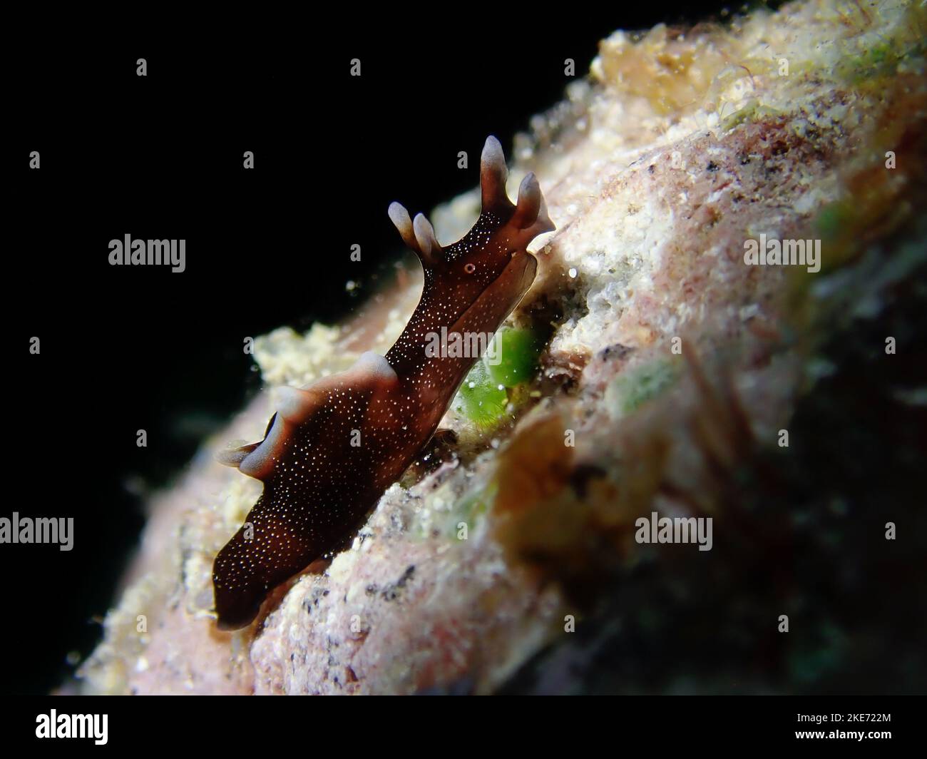 Macro d'un lièvre marin nain sous l'eau Banque D'Images