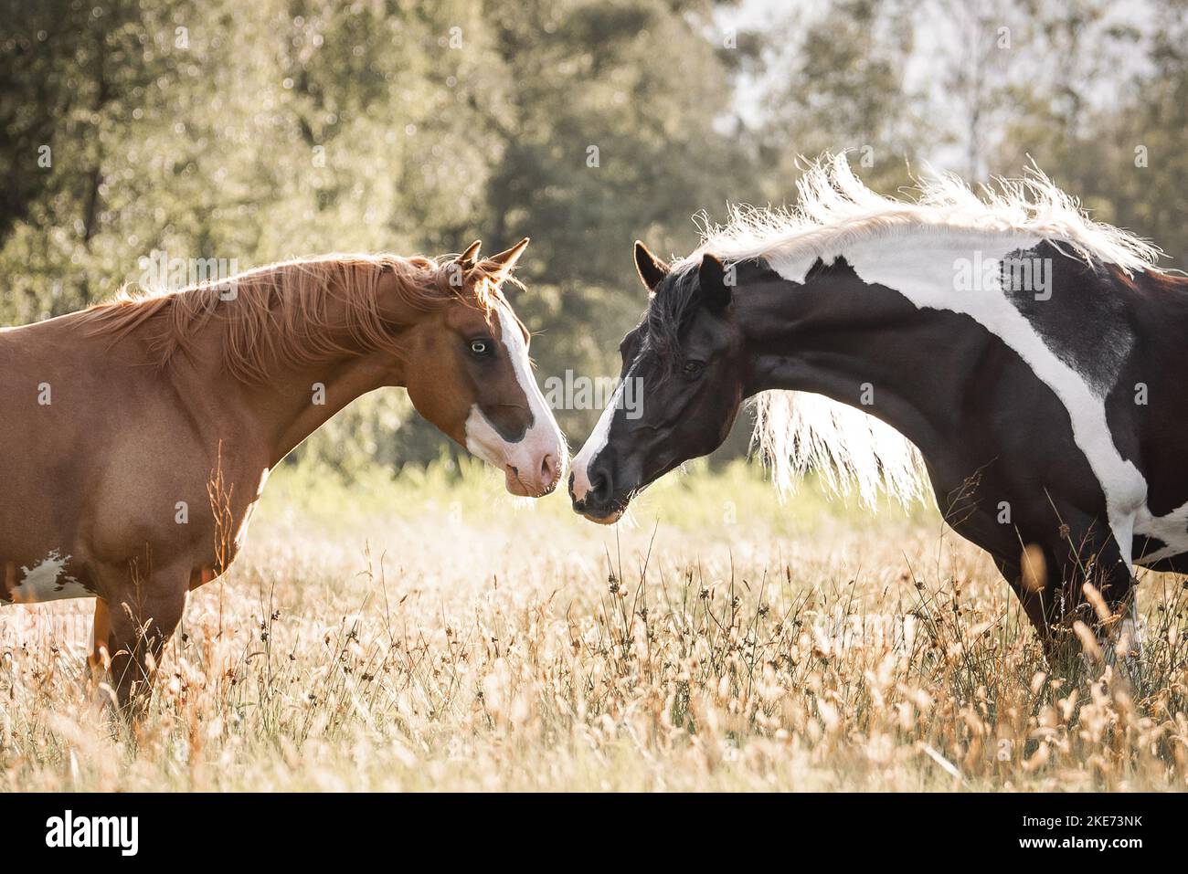 Pinto avec Quarter Horse Banque D'Images