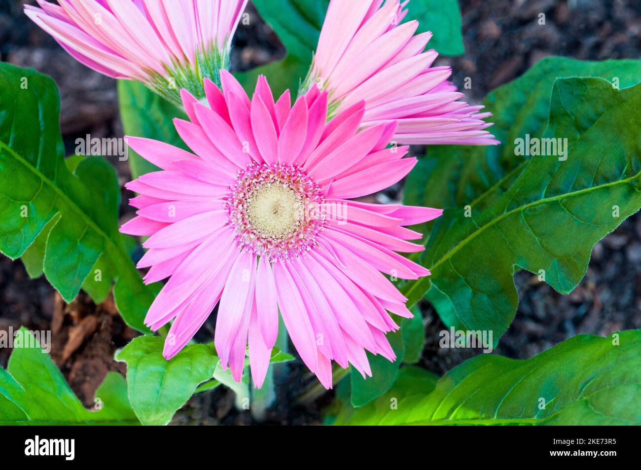Gerbera jamesonii avec des fleurs roses également Barberton Daisy ou Transvaal Daisy Un clamp formant l'évérovert qui fleurit tout l'été et est gel tendre Banque D'Images