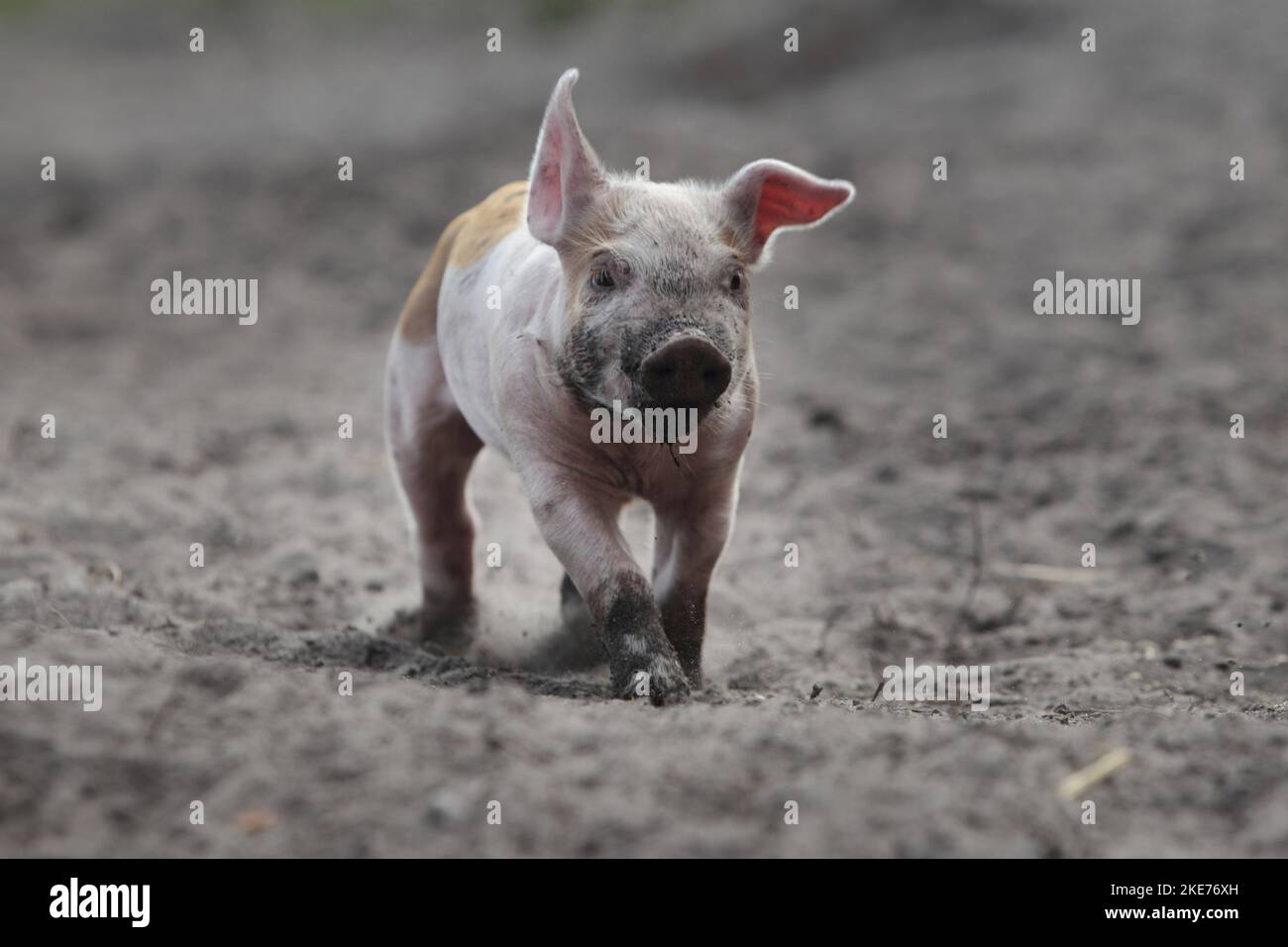 cochon de course Banque D'Images
