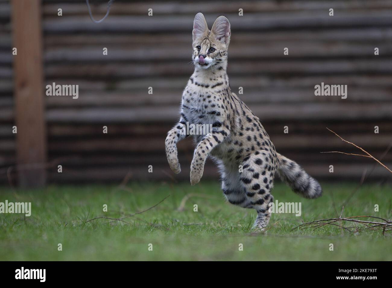 Serval cat jump Banque de photographies et d’images à haute résolution