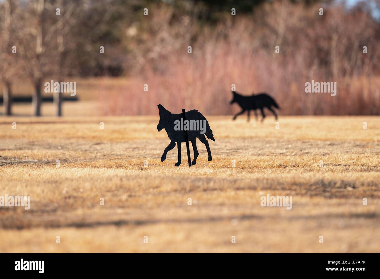 Deux leurres de Coyotes utilisés pour repousser les oies excessives dans un parc. Banque D'Images